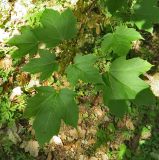 Acer diabolicum. Ветвь. Польша, г. Рогов, арборетум, в культуре. 29.05.2018.