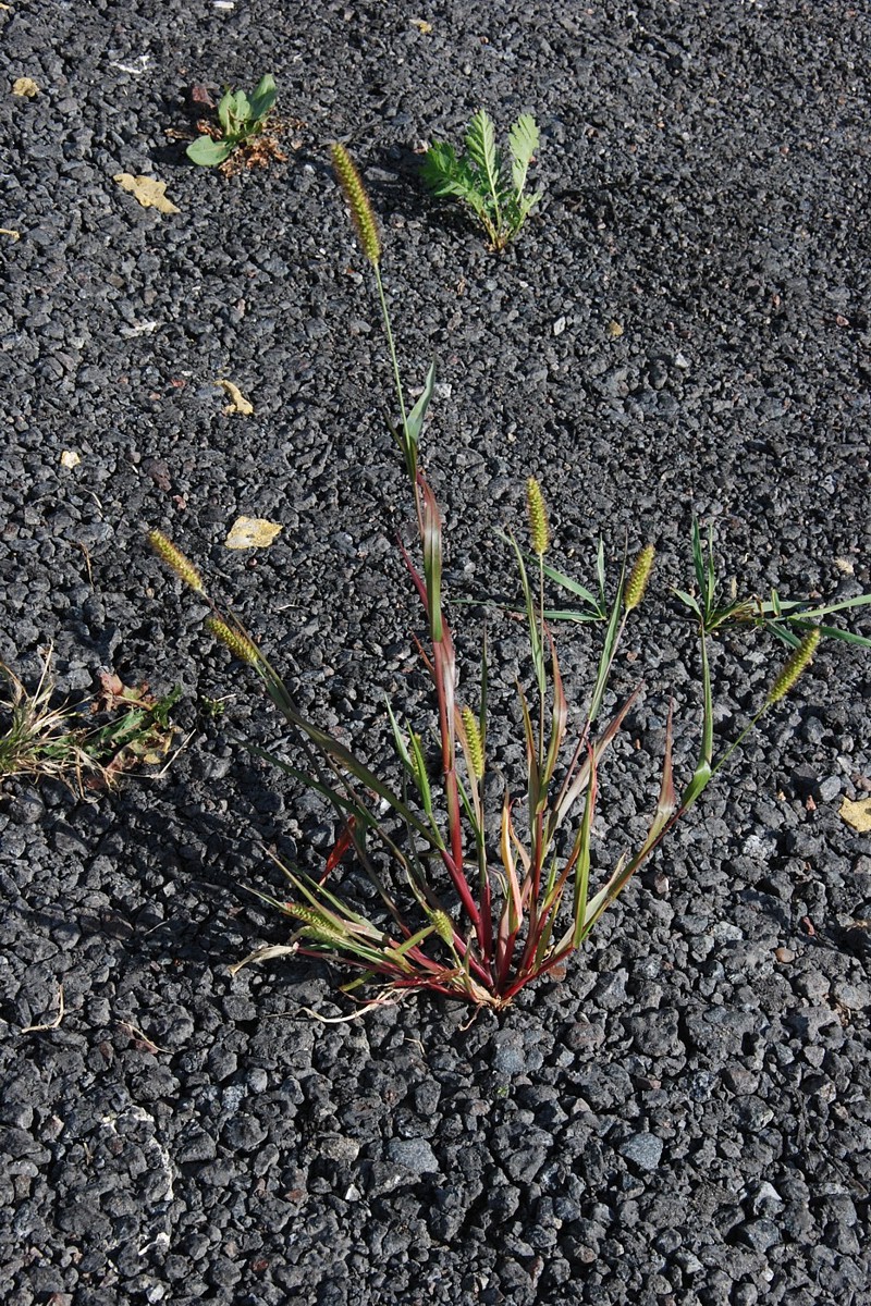 Image of Setaria pumila specimen.