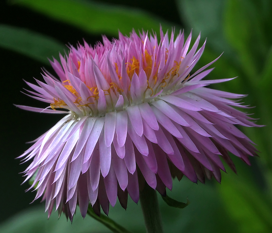 Изображение особи Xerochrysum bracteatum.