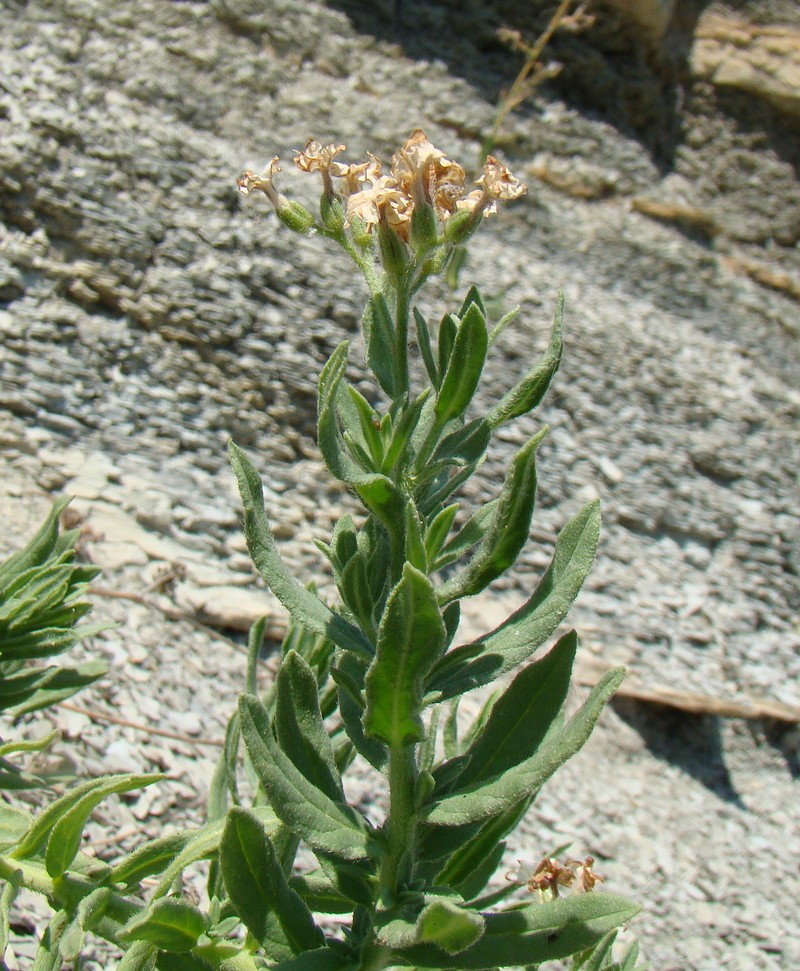 Изображение особи Argusia sibirica.