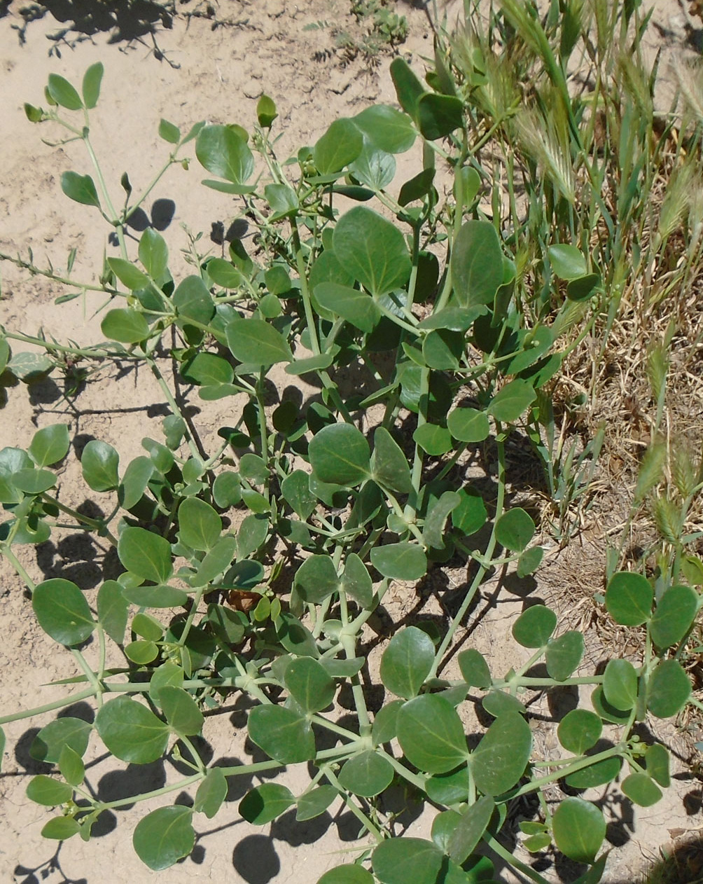 Image of Zygophyllum oxianum specimen.