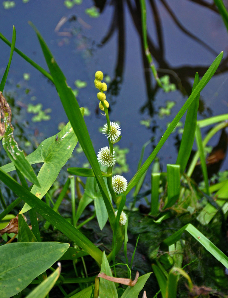 Image of Sparganium emersum specimen.