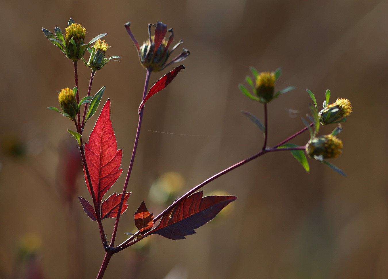 Image of Bidens frondosa specimen.