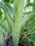 Bunias orientalis