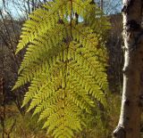 Dryopteris expansa