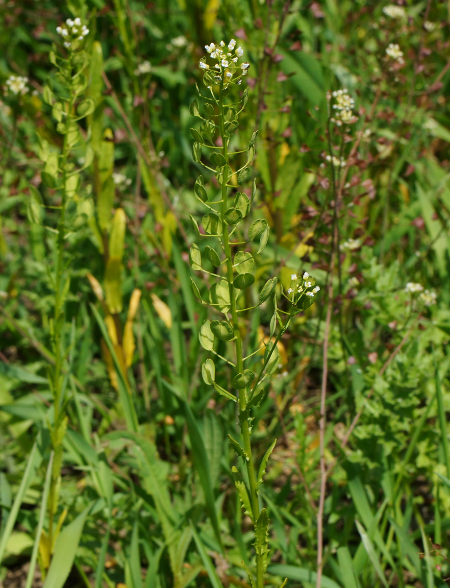 Image of Thlaspi arvense specimen.