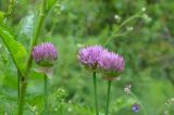 Allium dolichostylum