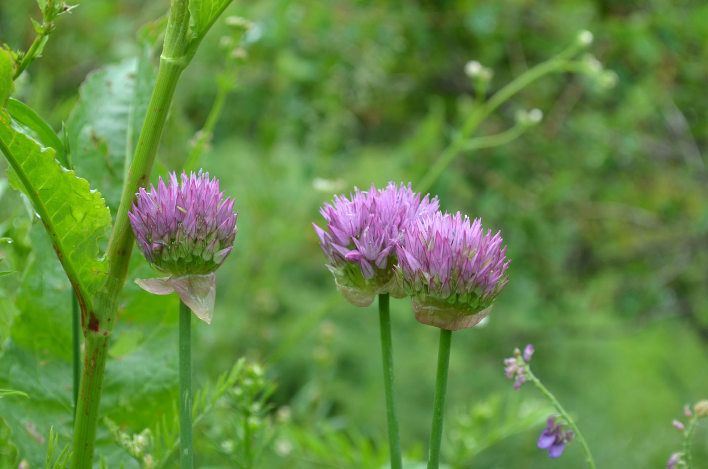 Изображение особи Allium dolichostylum.