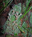 род Cladonia