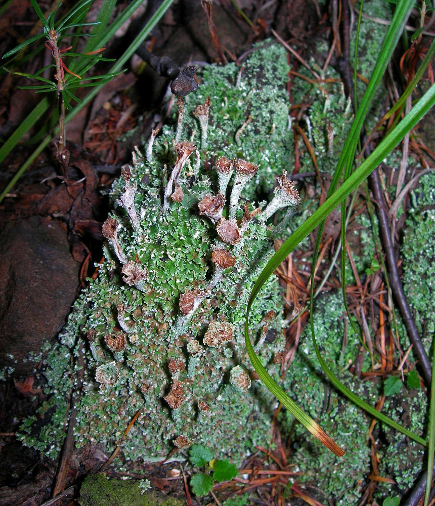 Изображение особи род Cladonia.