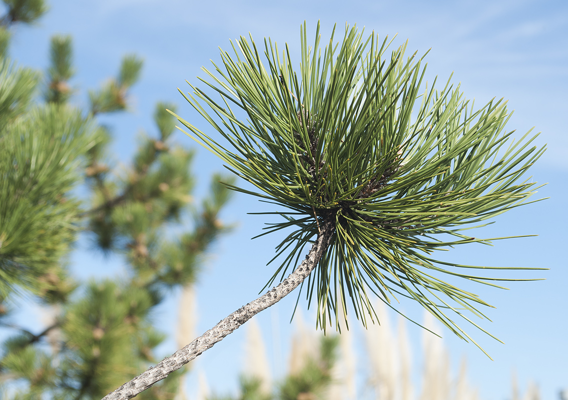 Image of genus Pinus specimen.