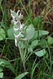 Corydalis ledebouriana