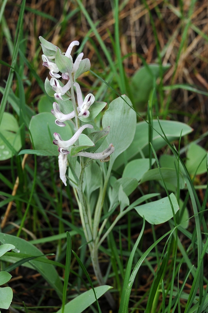 Изображение особи Corydalis ledebouriana.