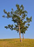 Larix sibirica. Взрослое дерево. Хакасия, Ширинский р-н, берег оз. Шунет, степной склон. 12.07.2018.