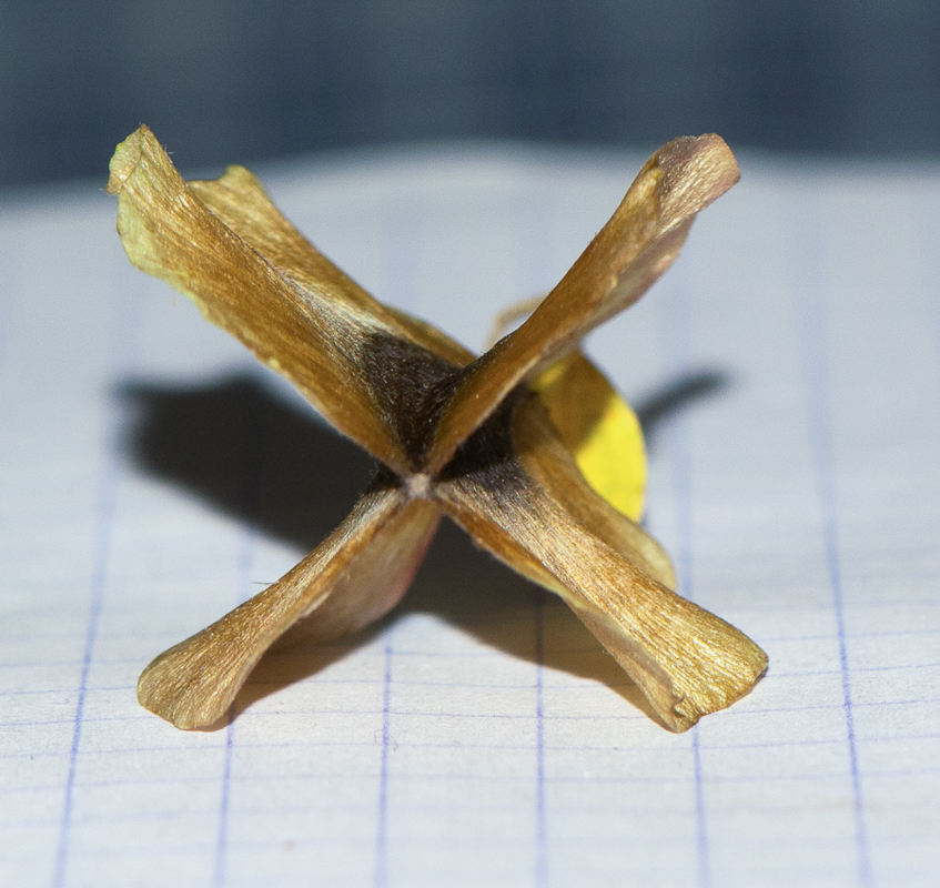 Image of Combretum microphyllum specimen.