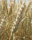 Triticum durum