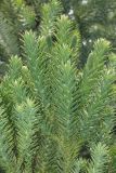 Araucaria angustifolia. Верхние части побегов с микростробилами. Краснодарский край, г. Сочи, Центральный р-н, в культуре. 18.08.2018.