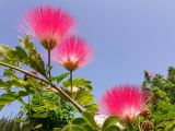 Calliandra