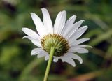 Leucanthemum ircutianum. Обертка соцветия-корзинки. Якутия, Алданский р-н, северная окр. г. Алдан, разнотравный луг на границе с лесом. 21.07.2016.