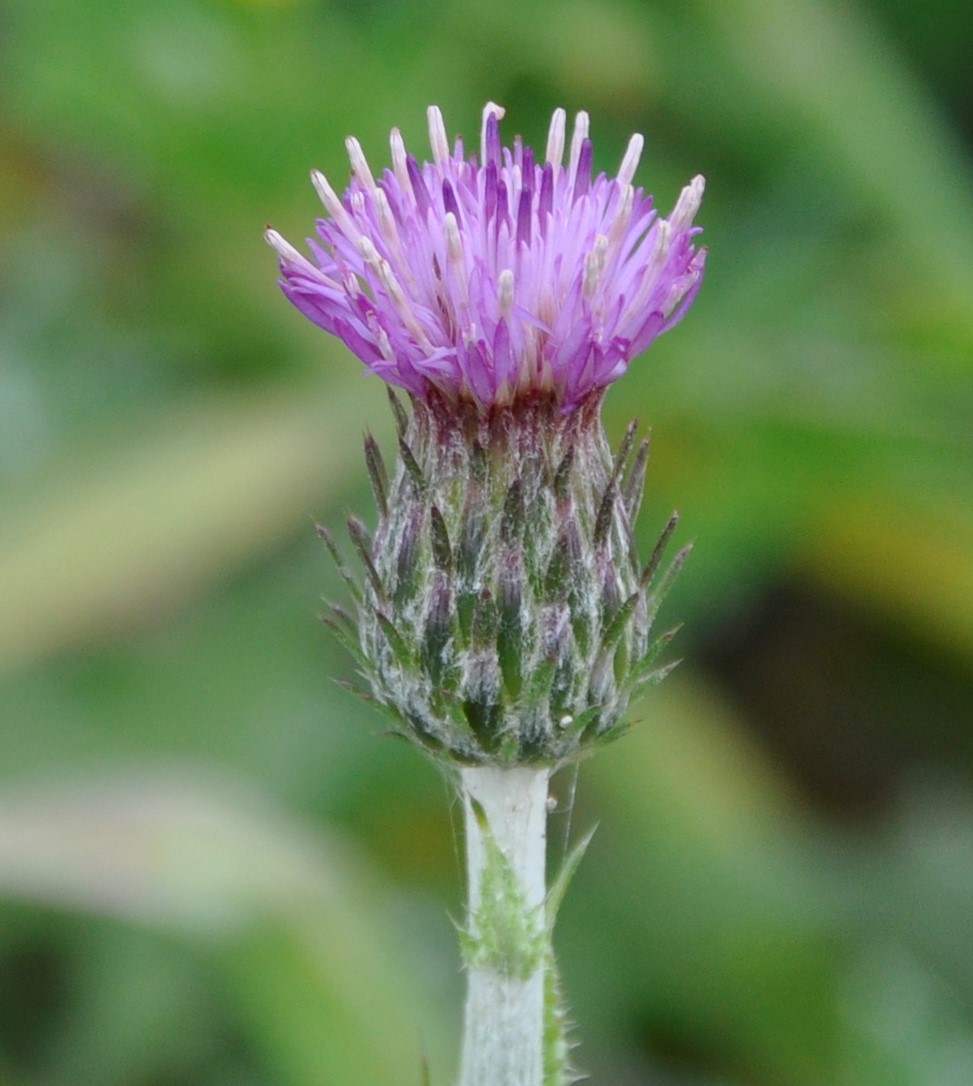 Image of Carduus acicularis specimen.