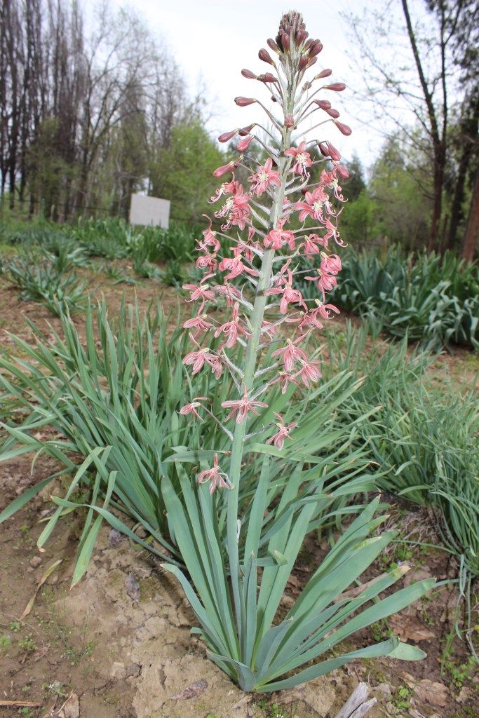 Изображение особи Eremurus alberti.