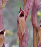 Serapias bergonii