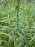 Euphorbia agraria