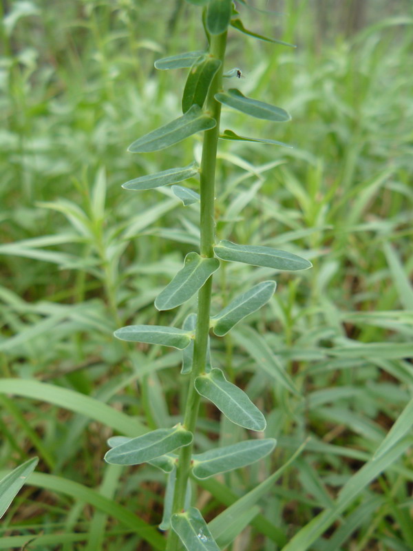 Image of Euphorbia agraria specimen.