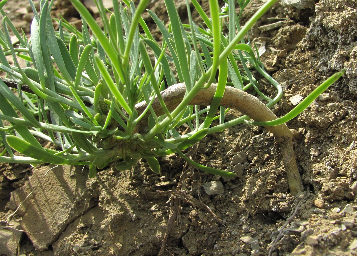 Изображение особи Thesium procumbens.