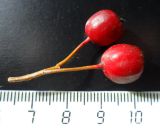 Image of specimen