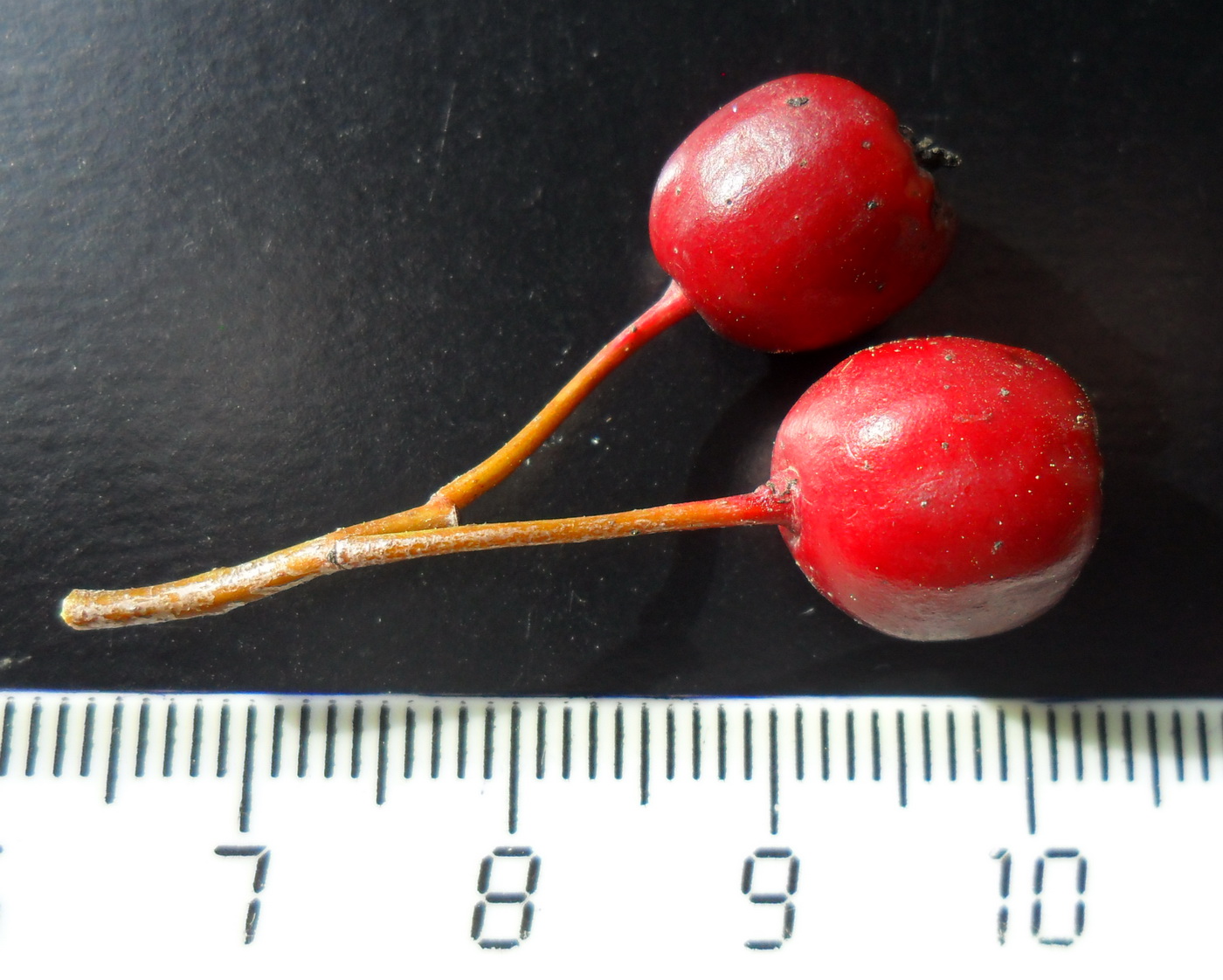 Image of Crataegus leiomonogyna specimen.