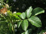 Rosa lapidosa