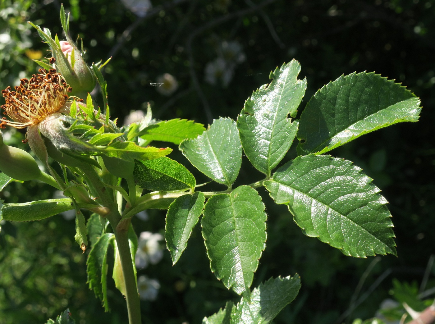 Image of Rosa lapidosa specimen.