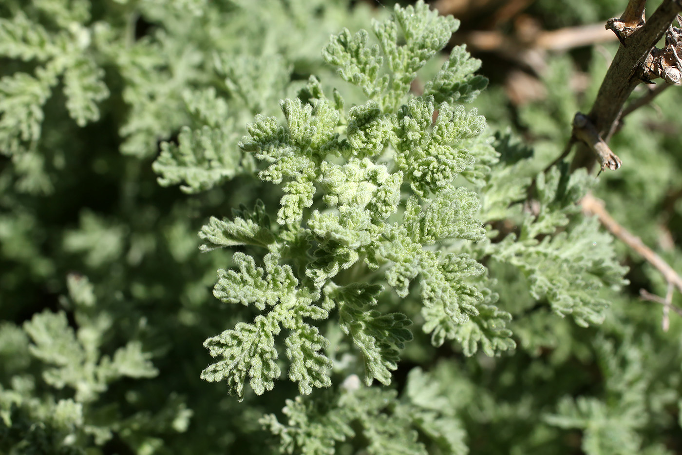 Image of Artemisia lehmanniana specimen.