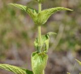 Sideritis perfoliata. Часть побега (передний лист отогнут). Республика Кипр, Троодос, ≈ 1600 м н.у.м., крутой склон. 17.06.2019.