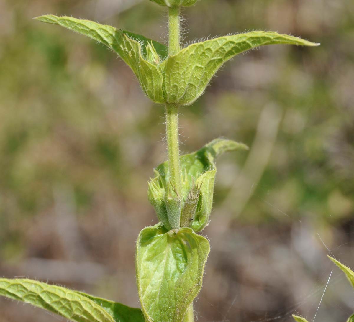 Изображение особи Sideritis perfoliata.