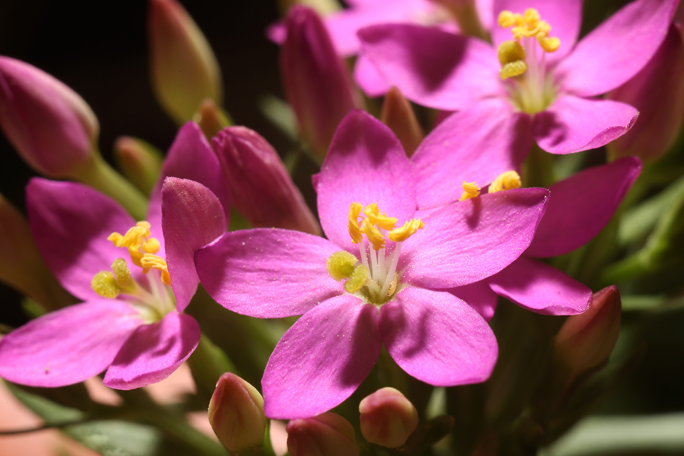 Изображение особи Centaurium erythraea ssp. turcicum.