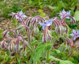 Borago officinalis. Соцветия. Юг Красноярского края, окр. ст. Минусинск. 10.07.2010.