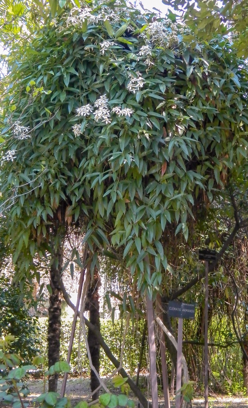 Image of Clematis armandii specimen.