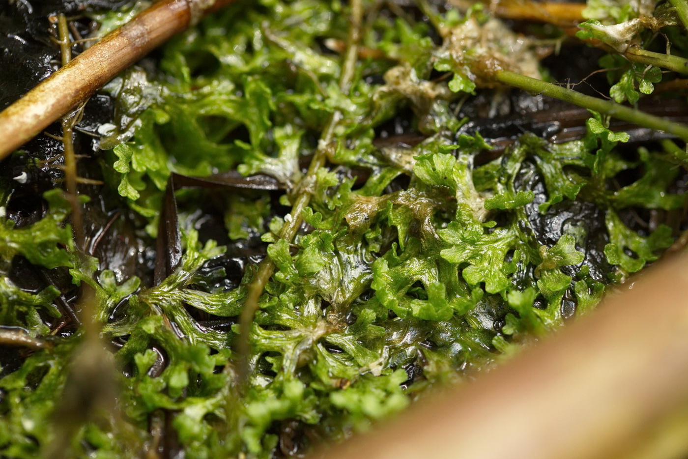 Image of Riccia fluitans specimen.