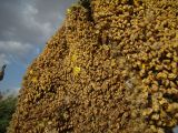 Verbascum thapsus