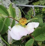 Rosa pygmaea. Облетевший цветок. Карачаево-Черкесия, Тебердинский заповедник, хр. Малая Хатипара, скала южной экспозиции. 21.07.2019.