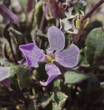 род Leiospora. Цветок. Кыргызстан, Ошская обл., Заалайский хр., урочище Бордаба. 20.07.2019.