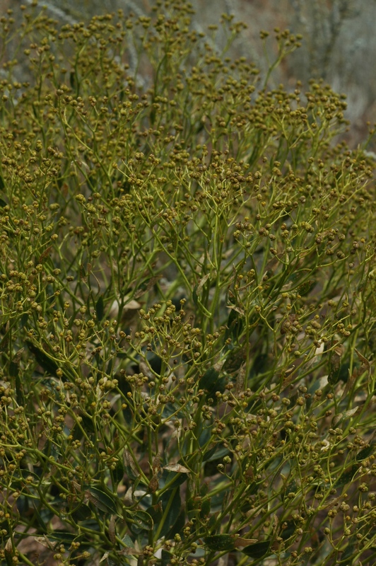 Image of Haplophyllum perforatum specimen.