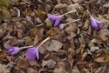 Colchicum speciosum