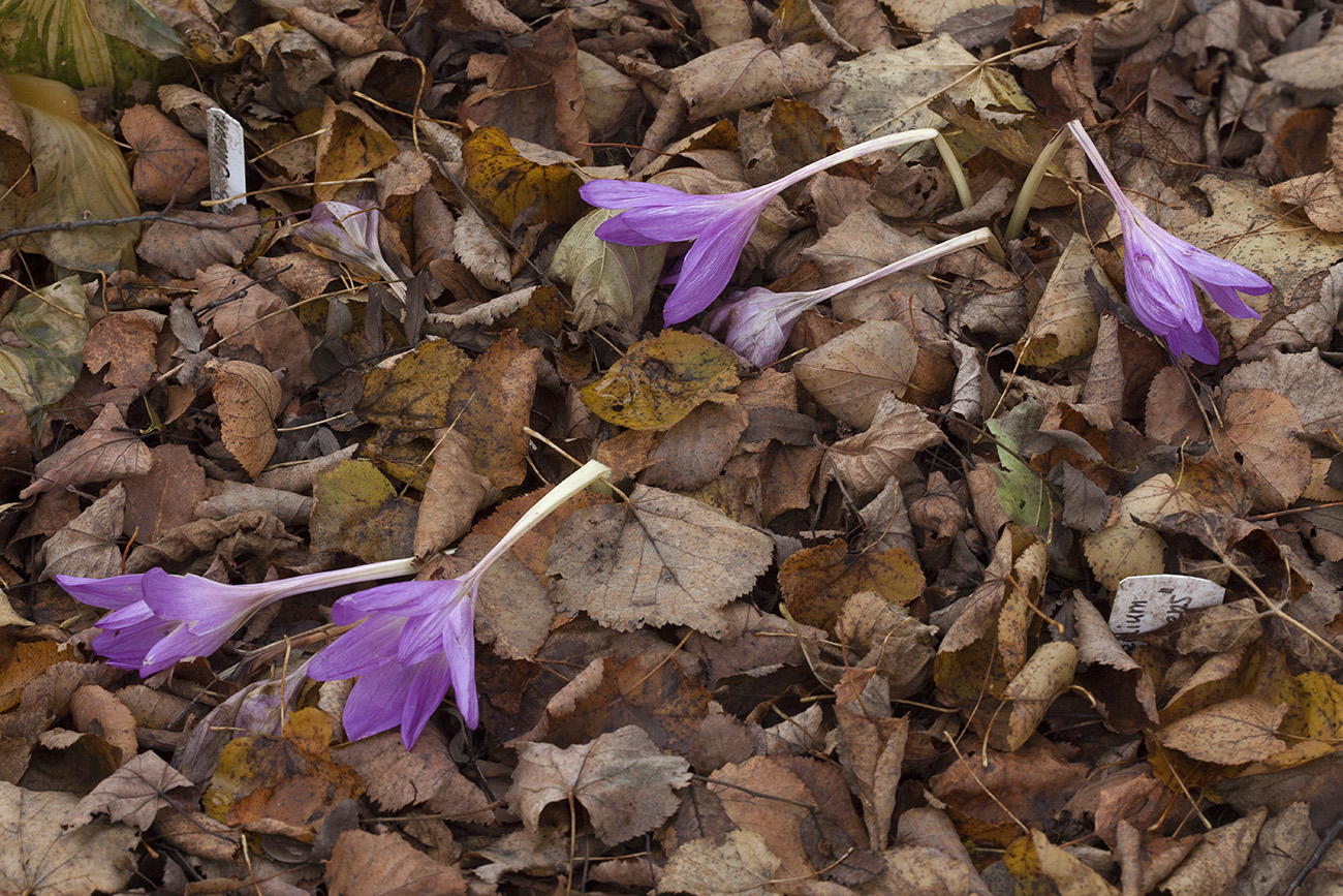 Image of Colchicum speciosum specimen.