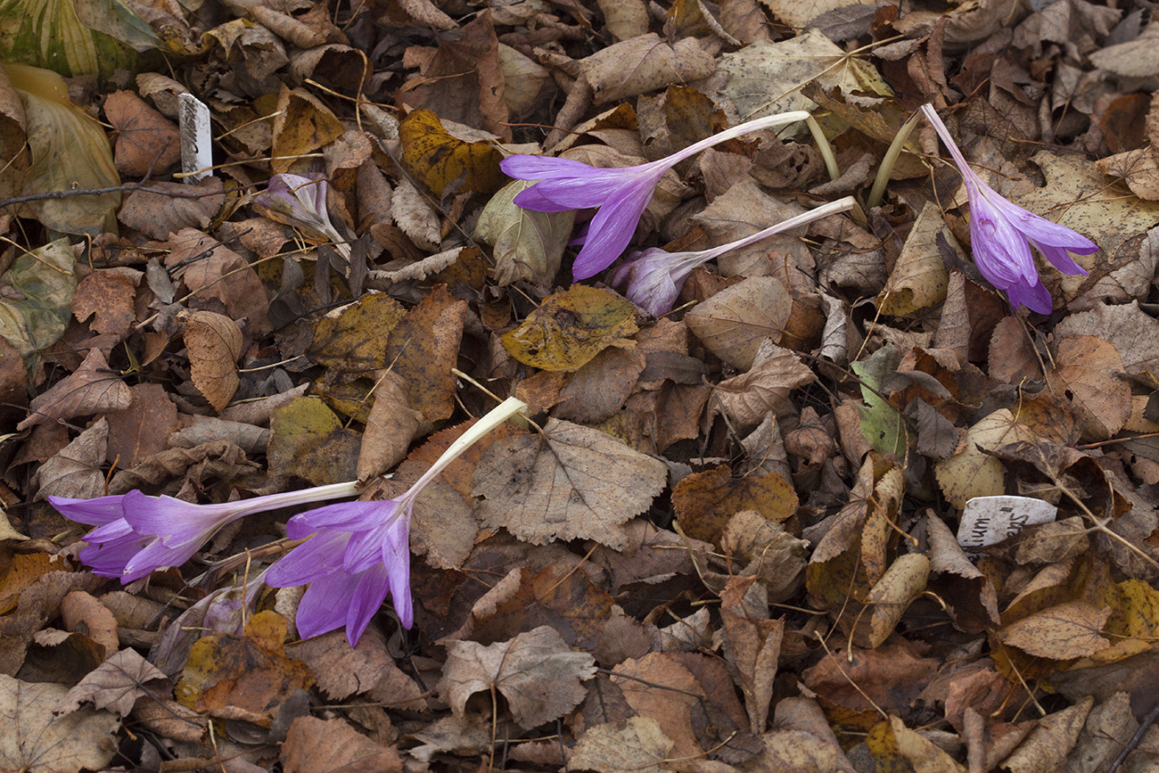 Изображение особи Colchicum speciosum.