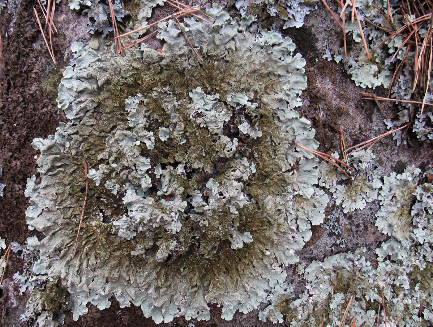 Image of Flavoparmelia caperata specimen.