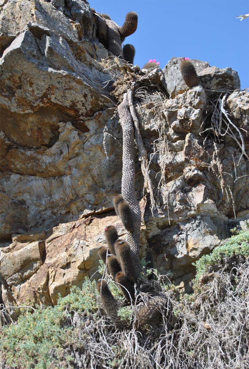 Image of Eriosyce subgibbosa specimen.