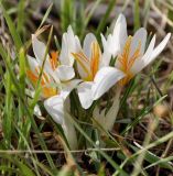 Crocus veneris